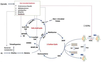 The role of the gut microbiome and microbial metabolism in mediating opioid-induced changes in the epigenome